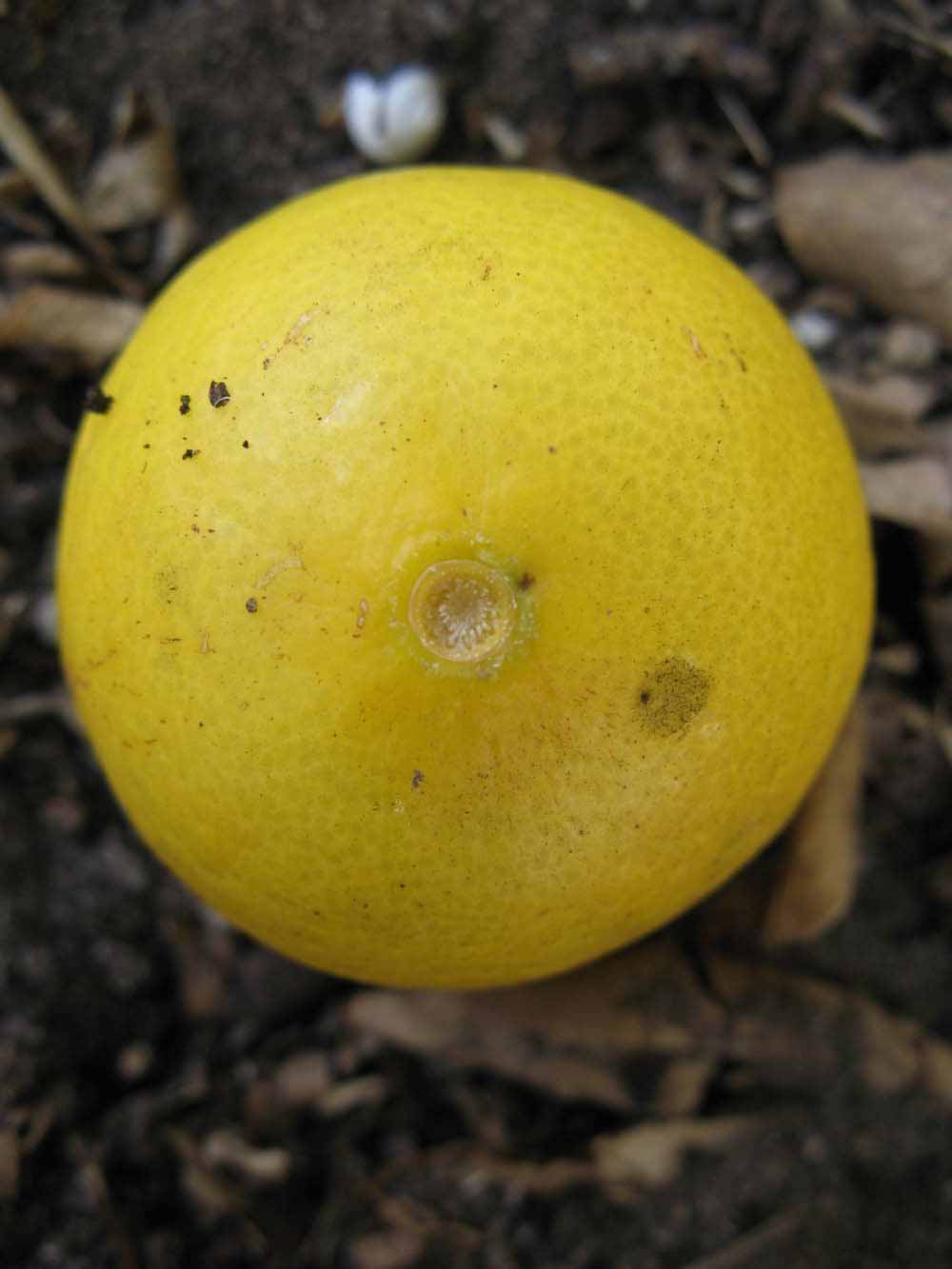            Fruit (Key, Winter Haven, FL)   